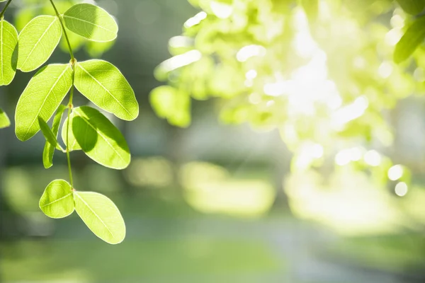 Bliska natura widok zielony liść na niewyraźne zieleni oświetlenie tła — Zdjęcie stockowe