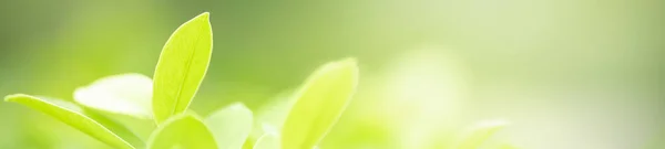 Closeup Bela Vista Atraente Natureza Folha Verde Fundo Verde Desfocado — Fotografia de Stock