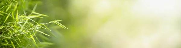 Крупный План Красивый Привлекательный Вид Природу Зеленый Лист Травы Размытом — стоковое фото