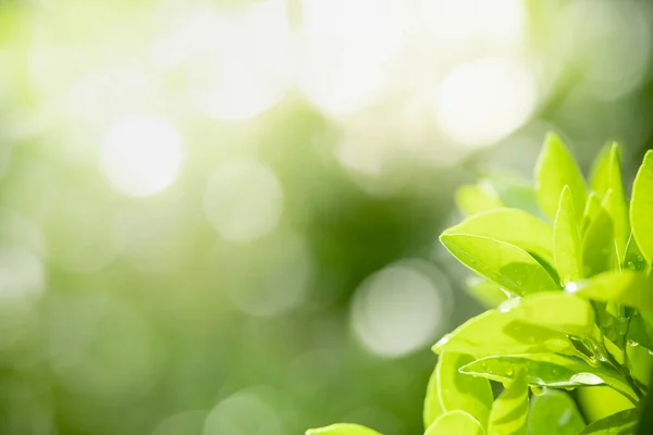 Bela Vista Atraente Natureza Folha Verde Com Gota Chuva Fundo — Fotografia de Stock