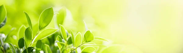 Closeup Bela Vista Atraente Natureza Folha Verde Fundo Verde Desfocado — Fotografia de Stock