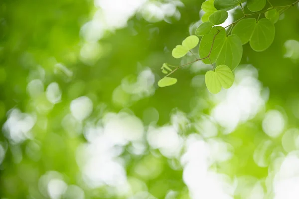 Κοντινό Πλάνο Όμορφη Ελκυστική Θέα Της Φύσης Του Πράσινου Φύλλου — Φωτογραφία Αρχείου