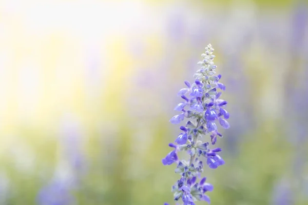 Fechar Vista Natureza Flor Roxa Fundo Vegetação Borrada Sob Luz — Fotografia de Stock