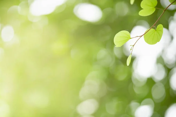 Primer Plano Hermosa Atractiva Vista Naturaleza Hoja Verde Sobre Fondo —  Fotos de Stock