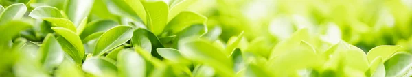 Крупный План Красивый Привлекательный Вид Природу Зеленого Листа Размытом Зеленом — стоковое фото