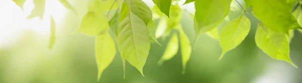 Primer Plano Hermosa Vista Naturaleza Atractiva Hoja Verde Sobre Fondo —  Fotos de Stock