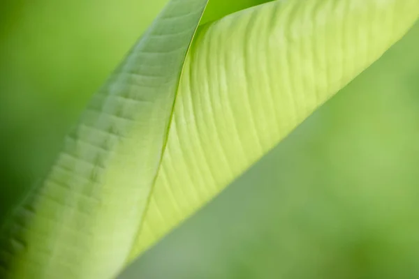 Zbliżenie Piękny Widok Przyrodę Zielony Liść Banana Rozmazanym Tle Zieleni — Zdjęcie stockowe