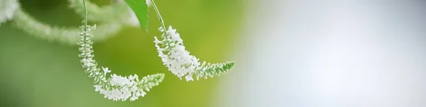 Крупний План Природи Міні Біла Квітка Розмитому Зеленому Фоні Під — стокове фото