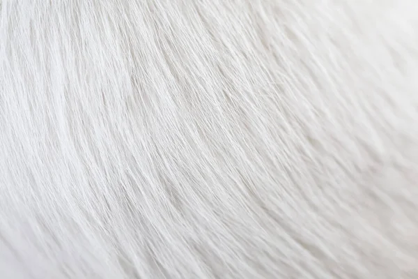 Closeup of texture cat white hair skin. Using as wallpaper or background.