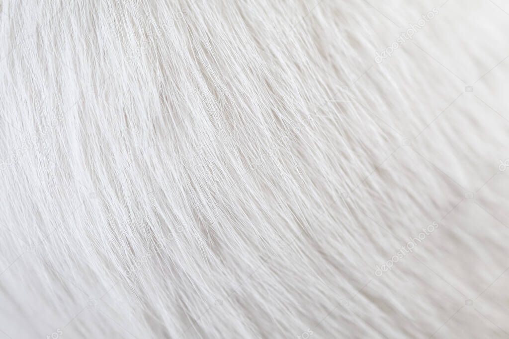 Closeup of texture cat white hair skin. Using as wallpaper or background.