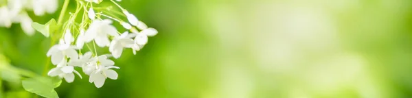 Closeup Natureza Mini Flor Branca Sobre Fundo Verde Borrado Sob — Fotografia de Stock