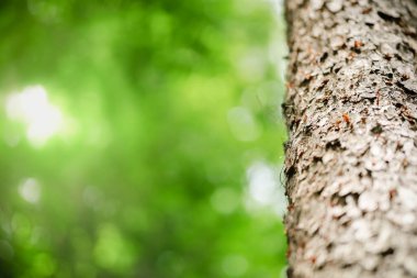 Arka planda doğal yeşil bitkiler manzarası, ekoloji, taze duvar kağıdı konsepti kullanılarak arka planda fotokopi alanı ile bahçedeki bulanık yeşil arkaplan üzerindeki ağaç gövdesinin doğa dokusunun kapatılması.