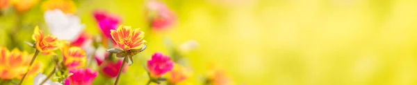Крупним Планом Вид Природу Барвиста Помаранчева Жовта Квітка Розмитому Зеленому — стокове фото