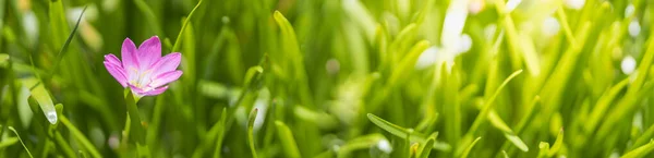 Closeup Nature View Pink Flower Blurred Greenery Background Sunlight Bokeh — Stock Photo, Image