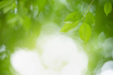 Bahçedeki yeşil yaprağın, arka planda doğal yeşil bitkiler manzarası, ekoloji, taze duvar kağıdı konsepti kullanılarak fotokopi alanındaki bulanık yeşil arkaplan üzerindeki güzel çekici doğa görüntüsü..