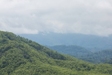 Arka planda doğal yeşil bitkiler manzarası, ekoloji, taze duvar kağıdı konsepti kullanılarak gökyüzü ve kopyalanmış bulutlu ağaç ve yeşil orman manzarası..