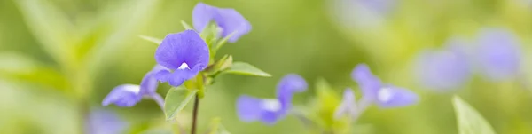 Gros Plan Nature Voir Fleur Violette Sur Fond Verdure Floue — Photo