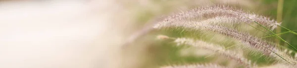 Közelkép Gyönyörű Természet Kilátás Virág Elmosódott Zöld Háttér Alatt Napfény — Stock Fotó