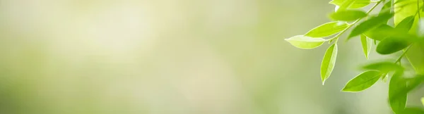 Крупним Планом Красивий Привабливий Вид Зелений Лист Розмитому Зеленому Фоні — стокове фото