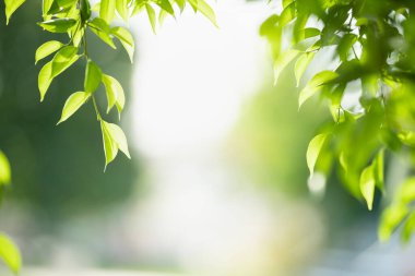 Bahçedeki yeşil yaprağın, arka planda doğal yeşil bitkiler manzarası, ekoloji, taze duvar kağıdı konsepti kullanılarak fotokopi alanındaki bulanık yeşil arkaplan üzerindeki güzel çekici doğa görüntüsü..