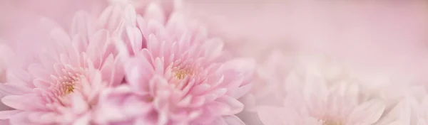 Крупним Планом Красива Природа Рожева Квітка Білим Тлом Копіювати Простір — стокове фото