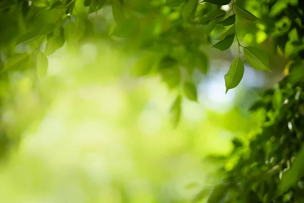 Closeup Bela Atraente Vista Natureza Folha Verde Fundo Verde Desfocado — Fotografia de Stock