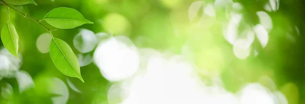 Closeup Krásné Atraktivní Příroda Pohled Zelený List Rozmazané Zeleně Pozadí — Stock fotografie