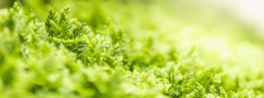 Bahçedeki bulanık yeşil arkaplanda yeşil yaprağın, arka planda doğal yeşil bitkilerin manzarası, ekolojisi, yeni kapak sayfası konsepti kullanılarak çekilen güzel, çekici doğa manzarası..