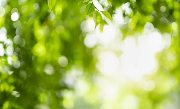 Primer Plano Hermosa Atractiva Vista Naturaleza Hoja Verde Sobre Fondo —  Fotos de Stock