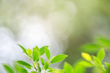Bahçedeki yeşil yaprağın, arka planda doğal yeşil bitkiler manzarası, ekoloji, taze duvar kağıdı konsepti kullanılarak fotokopi alanındaki bulanık yeşil arkaplan üzerindeki güzel çekici doğa görüntüsü..