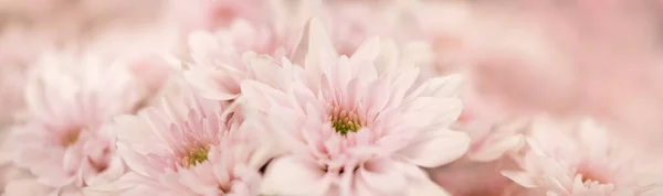Крупним Планом Красива Природа Рожева Квітка Білим Тлом Копіювати Простір — стокове фото