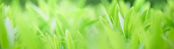 Primer Plano Hoja Verde Sobre Fondo Vegetación Borrosa Jardín Con — Foto de Stock