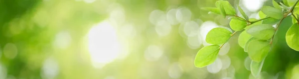 Närbild Grönt Löv Suddig Grönska Bakgrund Trädgården Med Bokeh Och — Stockfoto