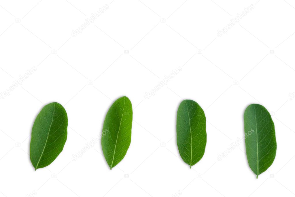 Top view of four green leaf isolated on white background with cliping path on leaves.