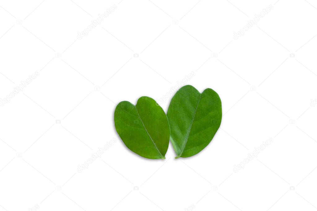 Top view of 2 green leaf isolated on white background with cliping path on leaves.