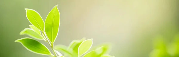 Primer Plano Hoja Verde Sobre Fondo Vegetación Borrosa Jardín Con — Foto de Stock