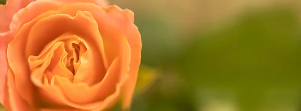 Detailní Záběr Oranžové Růže Květina Zeleným Přírodním Pozadím Kopírovat Prostor — Stock fotografie