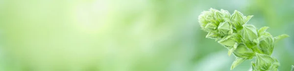 Крупный План Молодого Зеленого Цветка Листа Размытом Зеленом Фоне Саду — стоковое фото