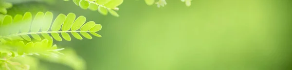 Primer Plano Hoja Verde Naturaleza Sobre Fondo Vegetación Borrosa Jardín —  Fotos de Stock