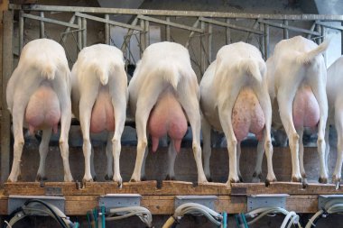 Rear view of white goats, in a mechanized milking parlor. A bone udder and hoofs were fired from the back. Goats are waiting for milking. clipart