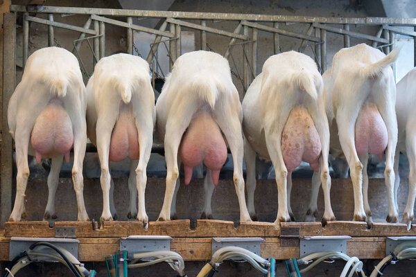 Rear view of white goats, in a mechanized milking parlor. A bone udder and hoofs were fired from the back. Goats are waiting for milking.