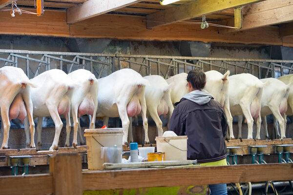Rear view of white goats, in a mechanized milking parlor. A woman farmer prepares electric milk equipment for milking goats. Bony udders and hooves of visas from behind. Goats are waiting for milking.