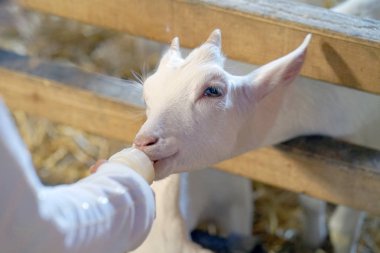Bir küçük bir şişe süt ile beslemek keçi. Kızı elinden bir şişe süt beslenen kuzu.