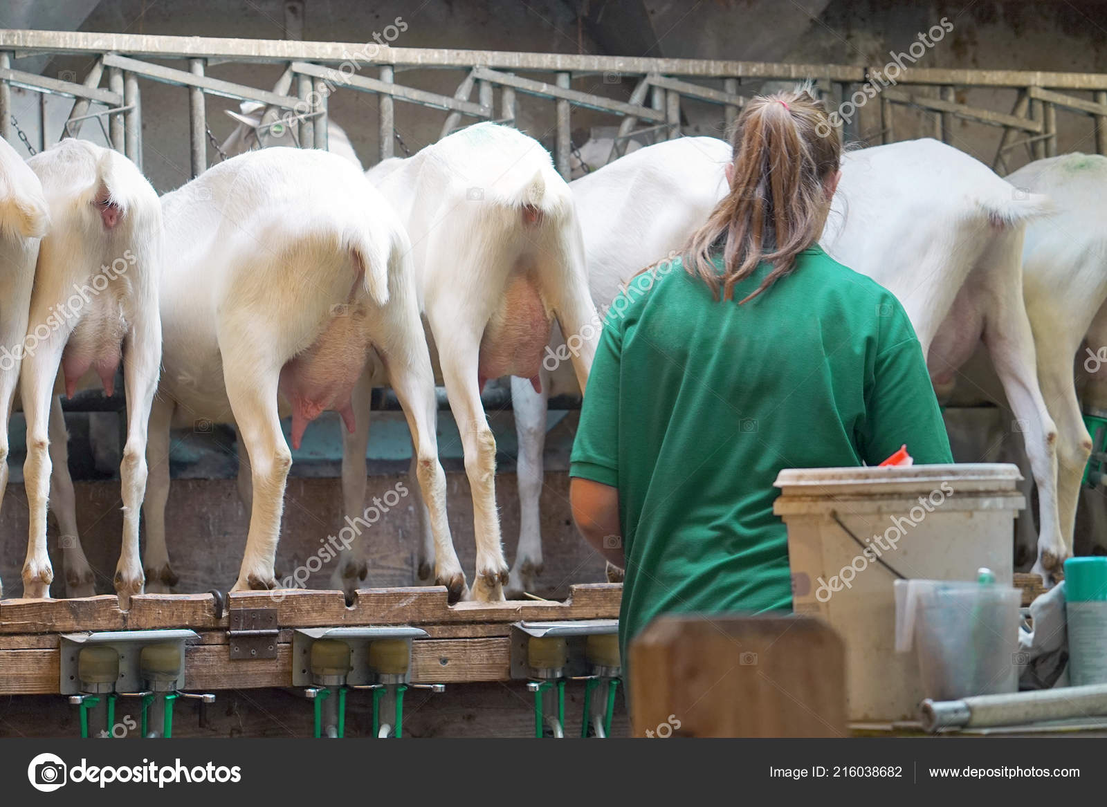 depositphotos_216038682-stock-photo-rear-view-white-goats-mechanized.jpg