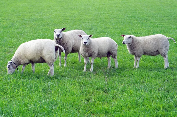 Ovejas Prado Sobre Hierba Verde Grupo Ovejas Pastando Campo —  Fotos de Stock