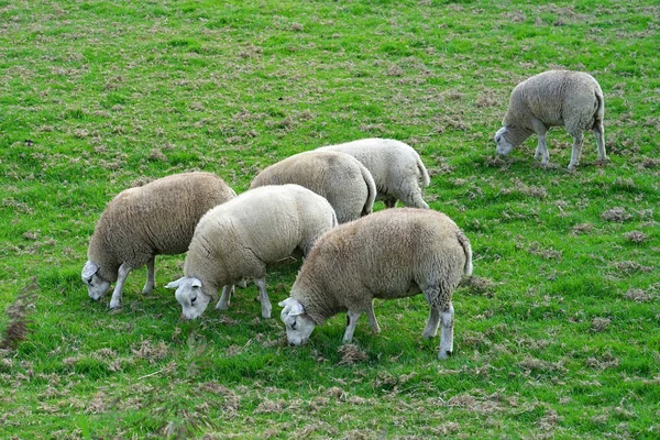 Fåren Äng Grönt Gräs Grupp Får Som Betar Ett Fält — Stockfoto