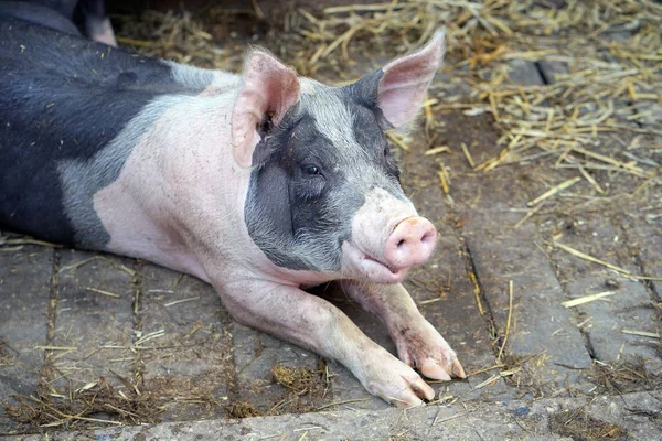 The pig lies on the straw. One piglet on hay and straw at pig breeding farm. Small Black piggy In Farm. Pig Farming Is Raising And Breeding Of Domestic Pigs. Branch Of Animal Husbandry.
