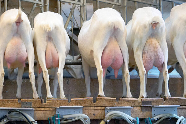 Rear view of white goats, in a mechanized milking parlor. A bone udder and hoofs were fired from the back. Goats are waiting for milking.