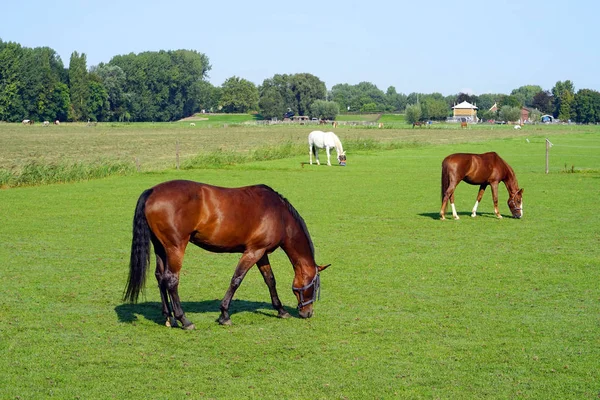 Un caballo está pastando en un campo verde . — Foto de Stock