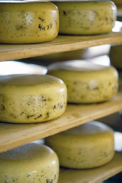 Heads of cheese on wooden shelves in a private farm. A lot of yellow heads of cheese on shelves. Close-up of yellow round cheeses on wooden shelves.